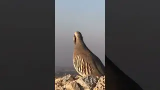 Partridge hunting Keklik avi Охота кеклики Chukar avi Шикори кабк Keklik sesiصدای.کبک مادہ صوت الحجل