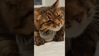 Замурчательный массаж🐾🐾#funny  #моймарсик #cat #kitten