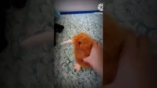 kiwi kj...