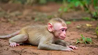 Against All Odds: A Baby Monkey&rsquo;s Fight to Stay Alive