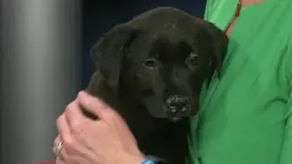 Fact Finders: Do you need to pay to update your pet's microchip information?