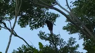 Capel&atilde;o (Alouatta guariba)