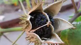 The Health Benefits of Jimson Weed Herb