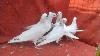  89180503820পাঞ্জাবি মালবাই পাইরা বাচ্চা আছে  এটা গেরেনটি সহ না উরলে দানার টাকা পর্জন্ত ফেরত