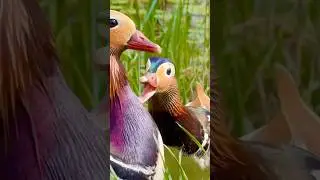 PARK RESIDENTS
