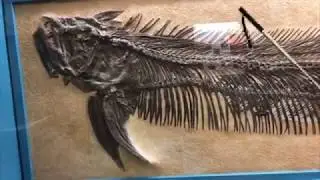 Dome from Home Ep 14 - Fish Within A Fish