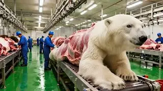 Inside the Polar-Bear Fur Factory: How Arctic Hide Becomes Luxury Fashion (Full Process)