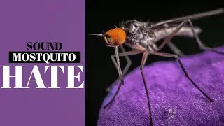 Sound Mosquito Hate | Anti Mosquitoes Ultrasonic Sound Effect