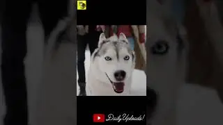 Close-Up View of Siberian Husky - On a Walk | HD Quality #Shorts