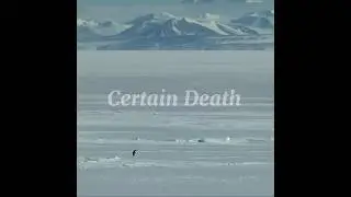 The penguin and the mountain | #penguin #music #edits #edit #cinema #absolutecinema