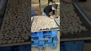 wood slices wall arts decoration from Jinan amazing craft
