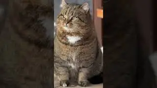 КОТейская мудрость #cat #barsik #cute