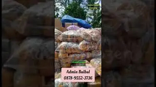 BAKSO BULBUL RESTOCK BY ADELIA FROZEN FOOD #adeliafrozenfood #shorts #short