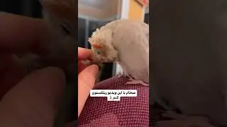 Bird Meditation