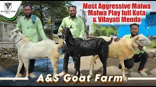 Aggressive Malwa Black Beauty Kota & Vilayti Menda at A&S Goat Farm I YK Goat Lover