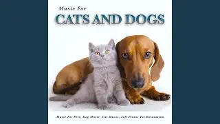 The Best Piano Music for Pets