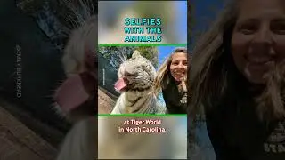 Selfies With Wild Animals 📸🦁