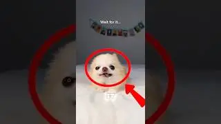 Ranking Dog Sneezes 🤧🐶 | Funniest and Cutest Dog Sneeze Moments Ever!