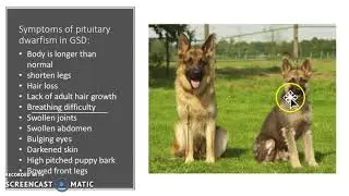 Dwarfism in domestic dogs
