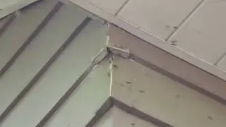 10 04 17 and 10 10 17 Hornet Nests sprayed by Pros and then we use Vacuum to get stragglers