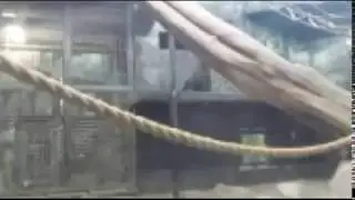 Kindi Gorilla Live