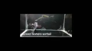 Guppies [green testero ] [ molly fish ] [red platy ]