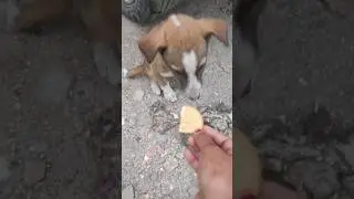 #emotional  video😭😭🐶#street puppy#viral #trending #real 😥😥🐶