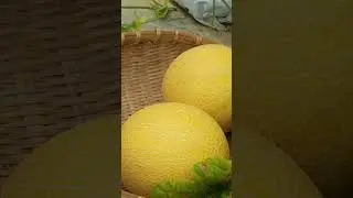 The Most Expensive Melon I've Ever Harvested