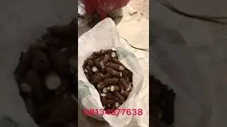 Modernized vertical  cassava peeling machine