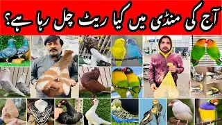 Multan Kabooter Mandi Visit Today | Best Time to Buy Pigeons