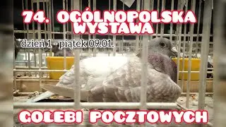 NAJLEPSZE POLSKIE GOŁĘBIE W JEDNYM MIEJSCU 😍 Relacja z 74. Ogólnopolskiej Wystawy Gołębi Pocztowych🔥