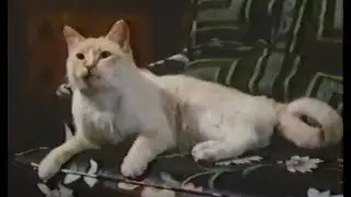 The Richest Cat in the World-1986-Talking Cat movie