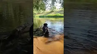 В ПАМЯТЬ О СВОЕЙ СОБАКЕ ...