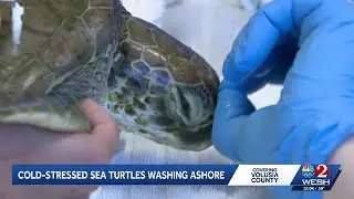 Cold-stressed sea turtles washing ashore Volusia County