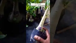 Grafted Adenium Plant Online Seller Best Price For You Plant Nursery Kolkata