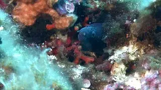 Nature = Futur ! Des fonds marins plus vivants