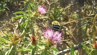 Amegilla quadrifasciata feeding nectar