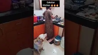 🔥என்னது இது gakaharஓட kitchenaa💥 #shorts #petlover #dogshorts #dog #pet#funny #doglover #shortsviral