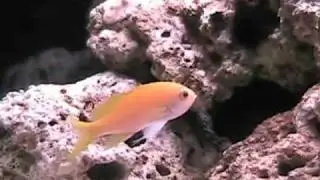 Female Square Anthias, or Fairy Basslet, Up Close & Personal