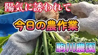今日の農作業　駒川農園　26116