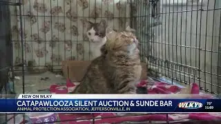 Volunteer-run, no-kill cat rescue holds Catapawlooza fundraiser in Jeffersonville