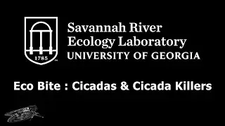 SREL Eco Bite : Cicadas & Cicada Killers
