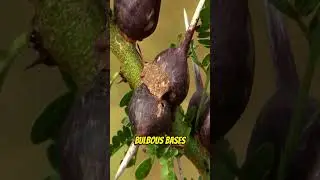 Дерево, которое умеет петь #шорты