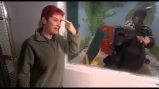 The World's Smartest Apes english documentary part 1