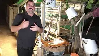 Quail feed : Quick quail minute