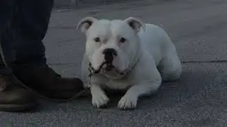 Dog Aggression Behavior Trainer David Utter