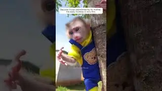 Because it was abandoned by its mother, the baby monkey is very thin.