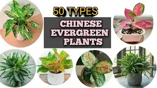 50 Aglaonema varieties | collection | Agloanema identification | plant species | Admiringplants