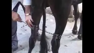 Anti cow kicker and tail holder