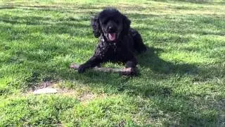 Black Miniature Poodle Talking